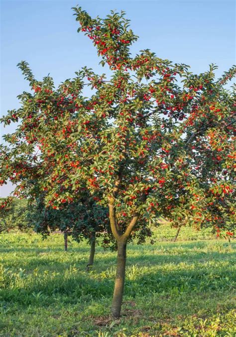 Fotografija: evropsko češnjevo drevo v naravnem okolju z zrelimi plodovi