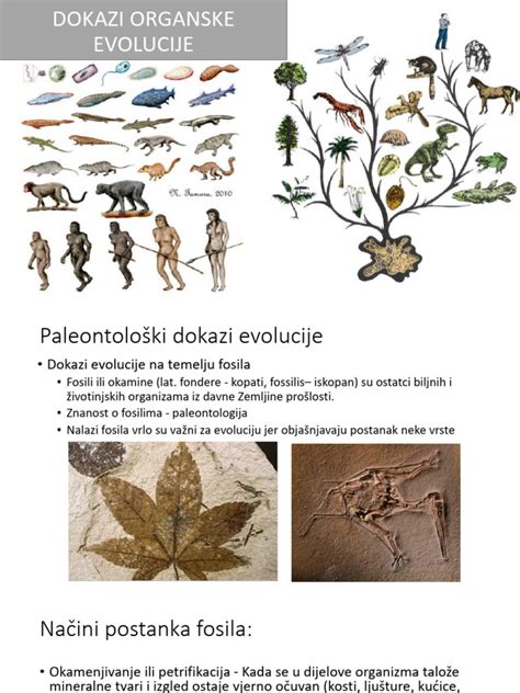 Infografika o razvoju kmetijstva in prvih udomačenih rastlinah/živalih