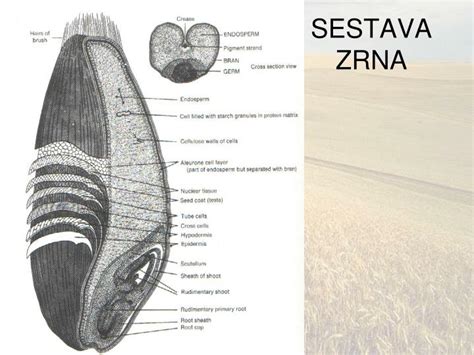 shema strukture pšeničnega zrna s poudarjenimi deli, ki tvorijo različne tipe moke
