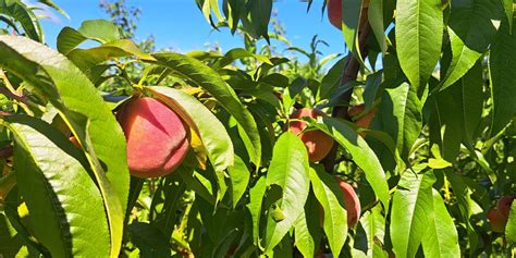 Ilustracija breskvic, ki izgledajo kot prave breskve, s poudarkom na teksturi in barvi.