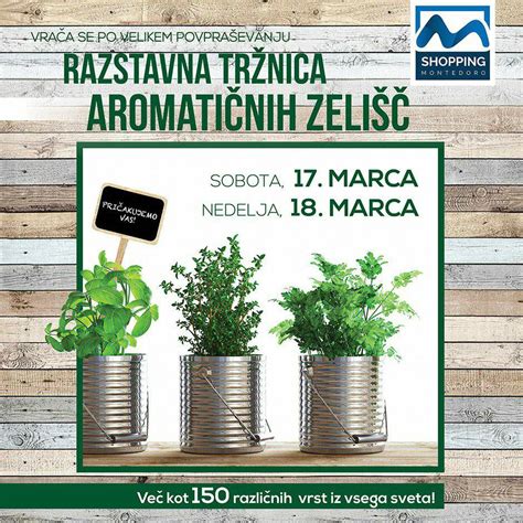 Sestavljena infografika: prikaz različnih zelišč, ki se nabirajo od pomladi do jeseni za pripravo domačega likerja.