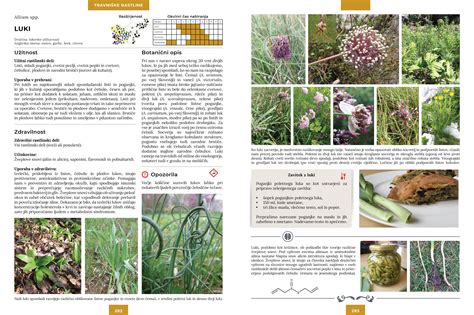 Ilustracija rastline tavžentrože z opisom njenih značilnosti.