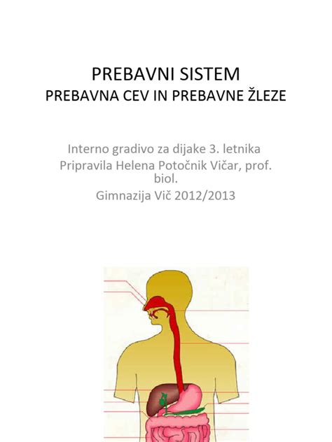 Infografika, ki prikazuje prebavni sistem in vlogo tavžentrože pri njegovi podpori.