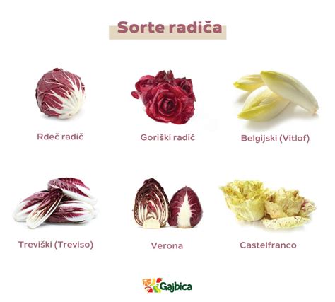 Različne sorte radiča