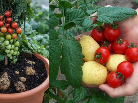 fotografija rastline TomTato z oporo v loncu