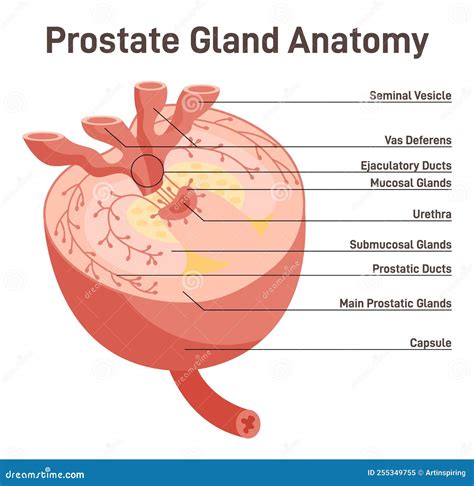 Anatomski prikaz prostate in njene lege v odnosu do mehurja in sečnice