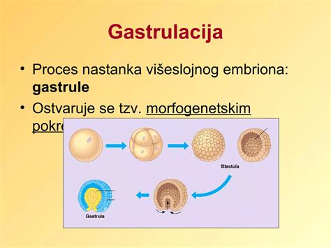 Shema, ki prikazuje proces nastanka jajčne lupine s pomočjo proteina ovokledidin-17.