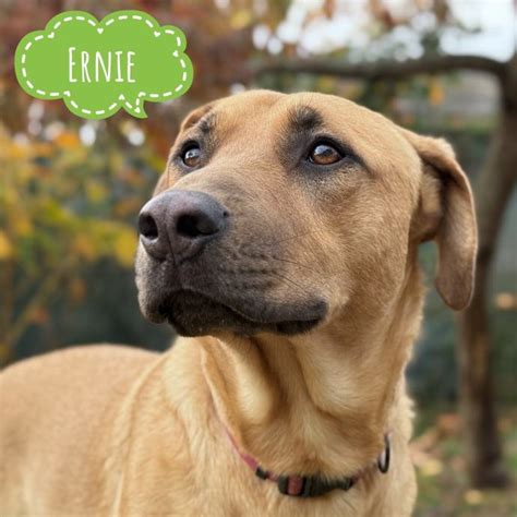 Ilustracija psa, ki išče tartufe v gozdu.