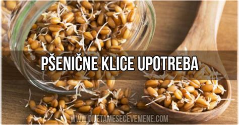 pšenične klice v posodi