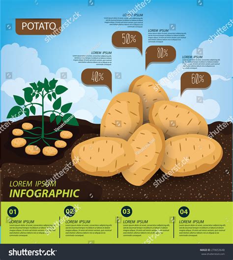 Infographic on how to choose and cook potatoes for potato salad
