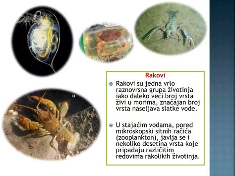 Mikroskopski prikaz pogostih kuhinjskih škodljivcev v začimbah