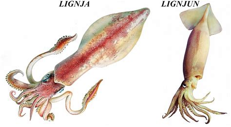 Fotografija ali ilustracija velikanskega lignja