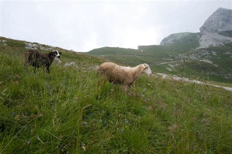 Fotografija bovških ovac na pašniku
