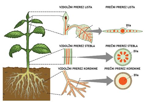Ilustracija strukture rastline brokolija s poudarkom na cvetovih, listih in steblu.
