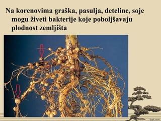 shema rasti štorovk na drevesnih koreninah