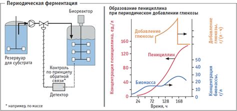 Sхема процесса ферментации кислого теста