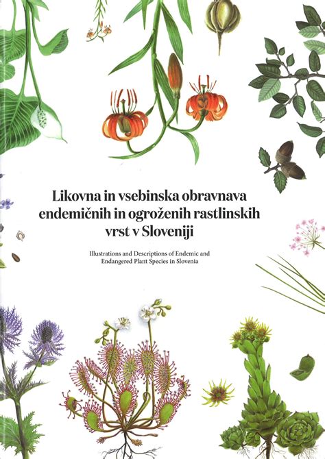Botanična ilustracija zelja z prikazom listne rozete in glavice