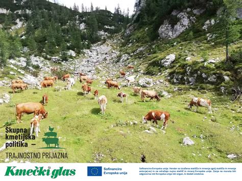 Fotografija ovc na paši