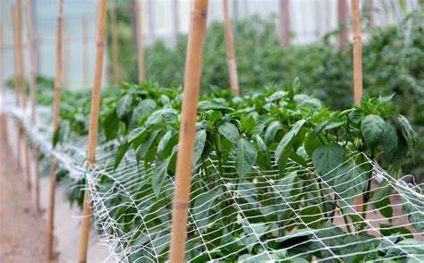 Fotografija zgodnjih solatnih listov v rastlinjaku