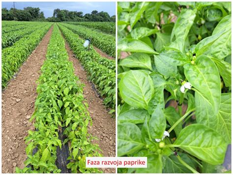 Shema razvoja sadik paradižnika in paprike v zgodnji fazi
