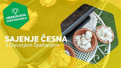 Infografika: postopek praženja česna in zelišč