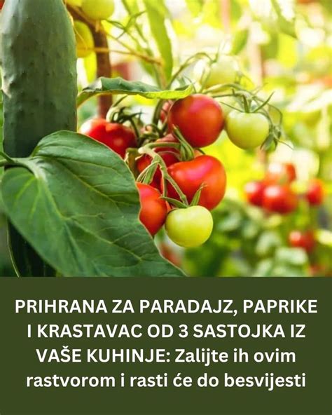 Shema rasti in delov rastline paprike