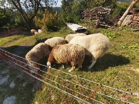 Fotografija oplemenjene jezersko-solčavske ovce, ki prikazuje njeno mesnatost in prilagodljivost.