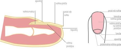 shema popravila zlomljenega nohta