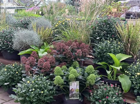 primeri notranjih okrasnih loncev z rastlinami