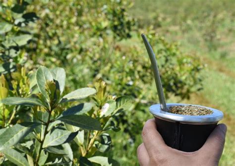 Tematsko foto: oseba pije mate iz tradicionalne posode