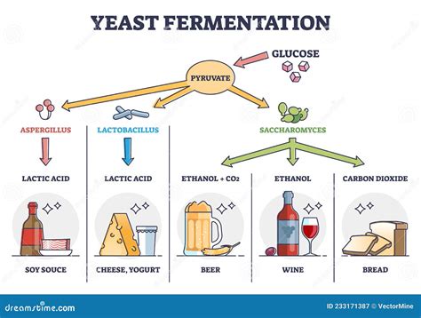 Infographic showing the chemical process of yeast in dough