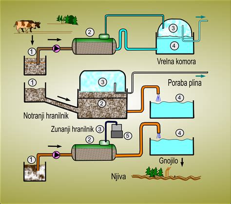shema čiščenja različnih vrst gob