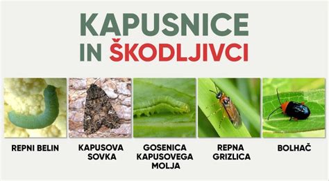 Škodljivci zelja - infografika