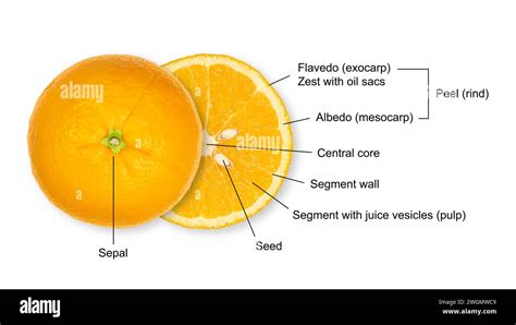 Detailed illustration of orange fruit cross-section or an orange tree in bloom/fruit