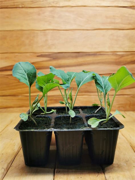 Sadike cvetače v lončkih, pripravljene za presaditev.