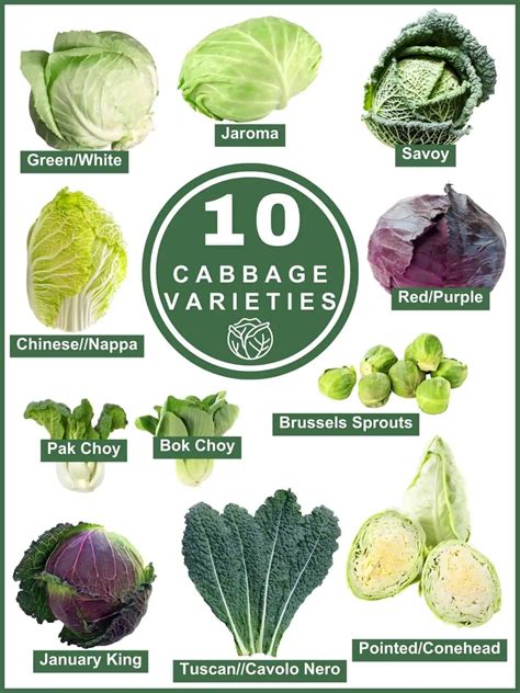 Infographic on suitable cabbage varieties for pickling