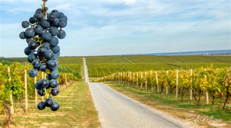 Tematska fotografija rdeče kraške zemlje z vinogradi in kozarcem terana