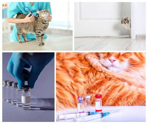 Veterinar svetuje lastniku mačke o prehrani