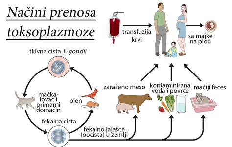 Shema prenosa toksoplazmoze