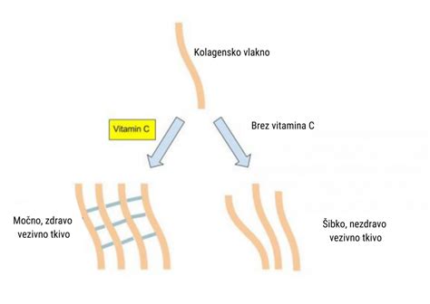 diagram, ki prikazuje vpliv kolagena na kožo in sklepe