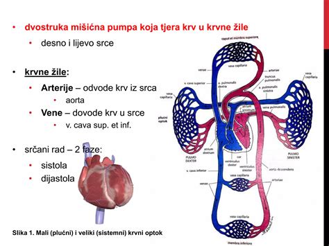Infografika o koristih ajde za srce in krvne žile