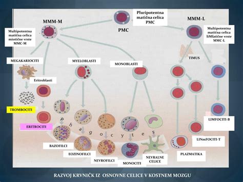 shematski prikaz diferenciacije pluripotentnih matičnih celic v zrele krvne celice