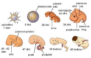 Infografika: Razvoj ploda v 35. tednu nosečnosti, poudarek na velikosti, teži in dozorevanju pljuč.