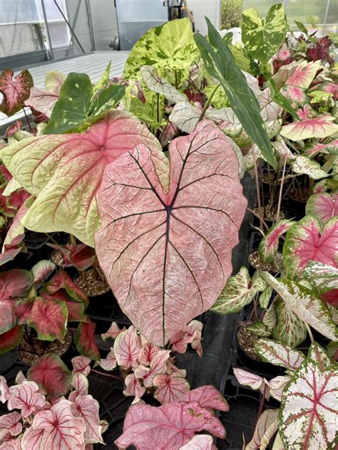 Tematska fotografija listov rastline Caladium z različnimi barvnimi kombinacijami