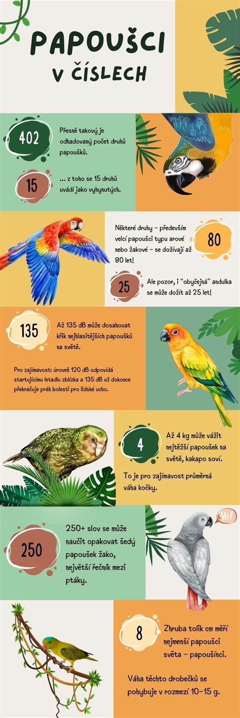 infografika o razlikah v kalčkih na majhnih in velikih gomoljih