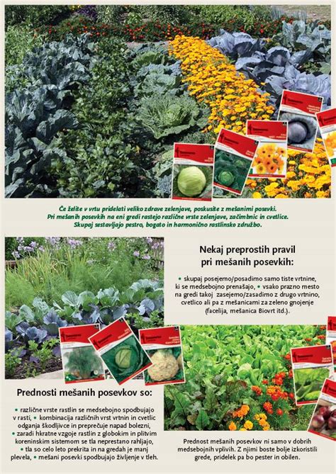 Infografika dobrih in slabih sosedov v vrtu