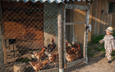 Fotografija piščancev v humani reji na prostem