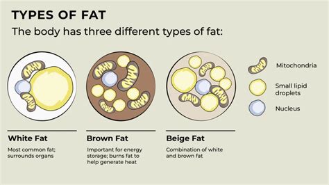 Infographic showing different types of cream and their fat content, highlighting LCHF-friendly options
