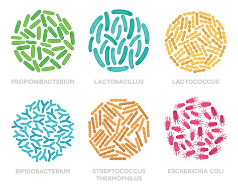 Infografika o koristih probiotikov v fermentiranih mlečnih izdelkih