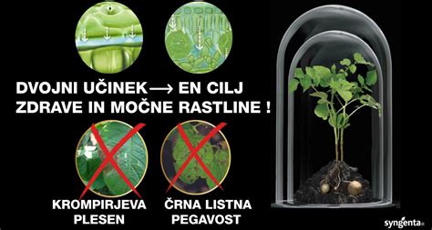 list zelja z značilnimi črnimi pegami črne listne pegavosti